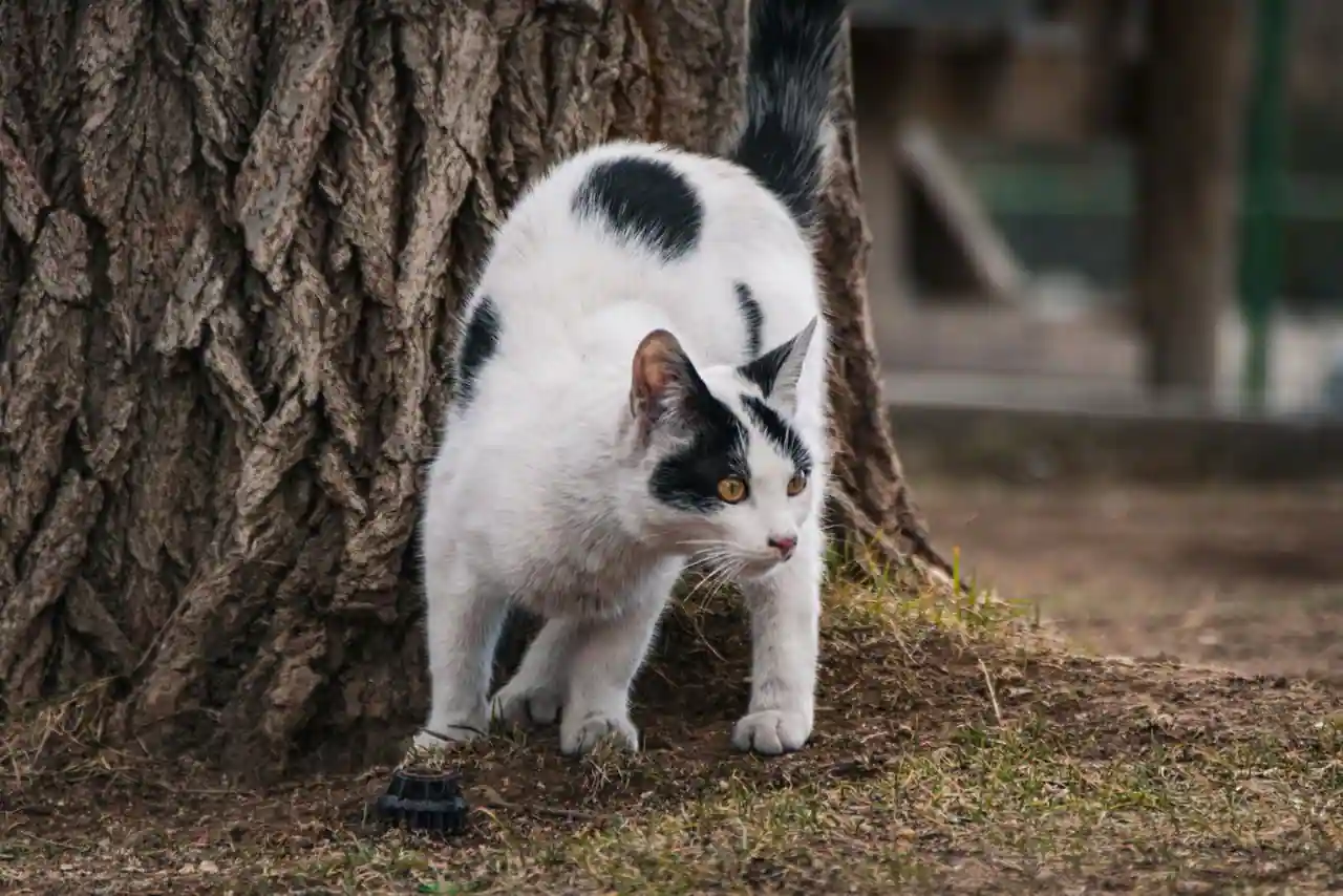 Un chat attentif, oreilles dressées et queue relevée, exprime son langage corporel.